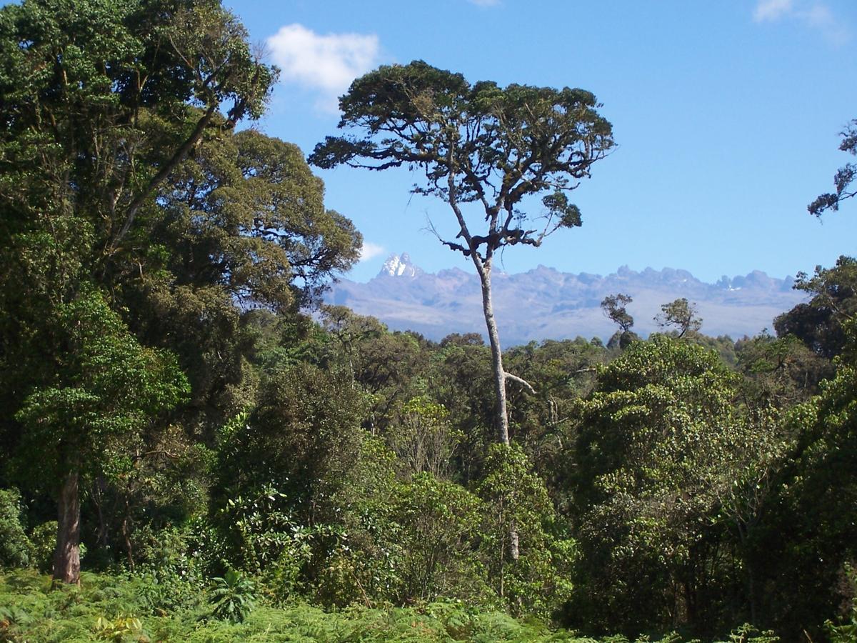 Castle Forest Lodge Mount Kenya National Park Esterno foto